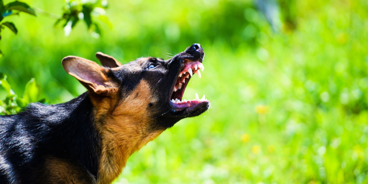 ഭീതിതമായ ജന്തുജന്യരോഗ്യം ‘പേവിഷബാധ’